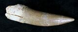 Fossil Plesiosaur Tooth - Cretaceous Reptile #20156-1